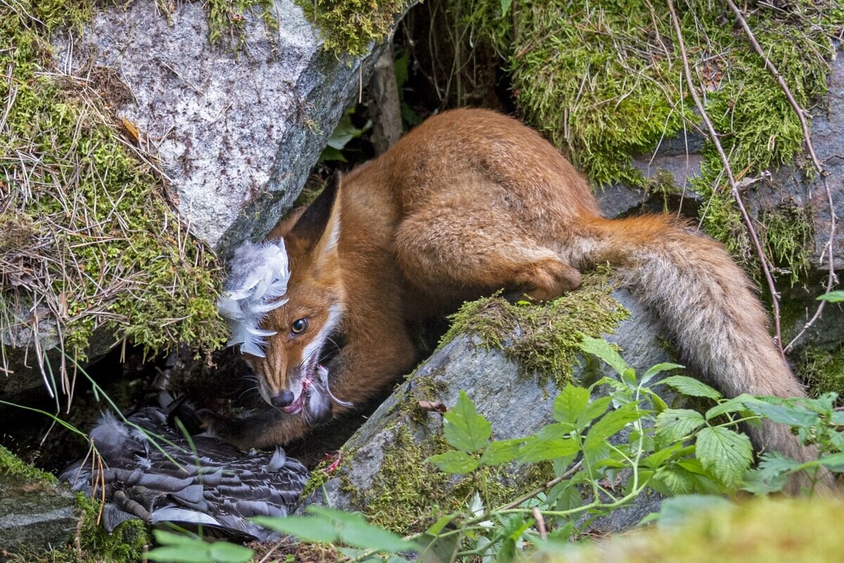 liina heikkinen wildlife photographer of the year 2020