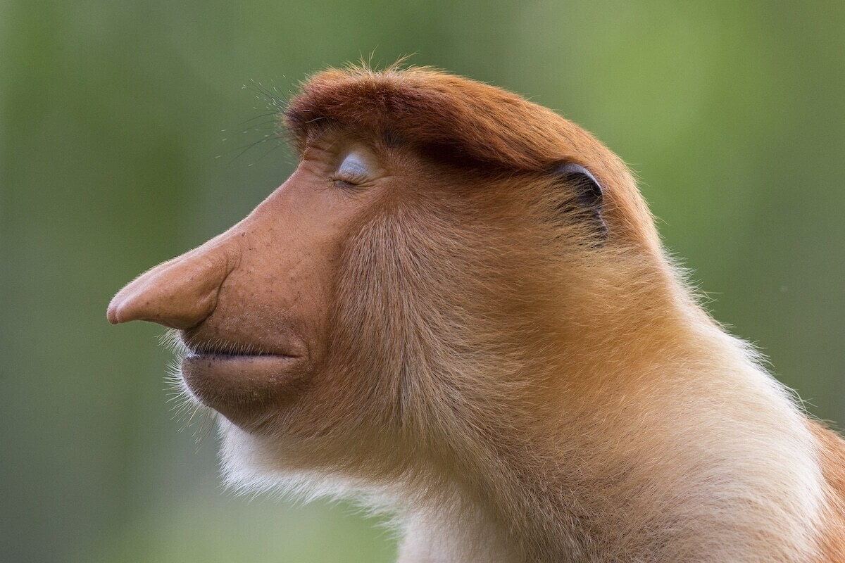 mogens trolle wildlife photographer of the year 2020
