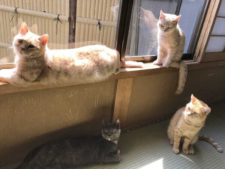 my cat yugawara gato hostal japon 1