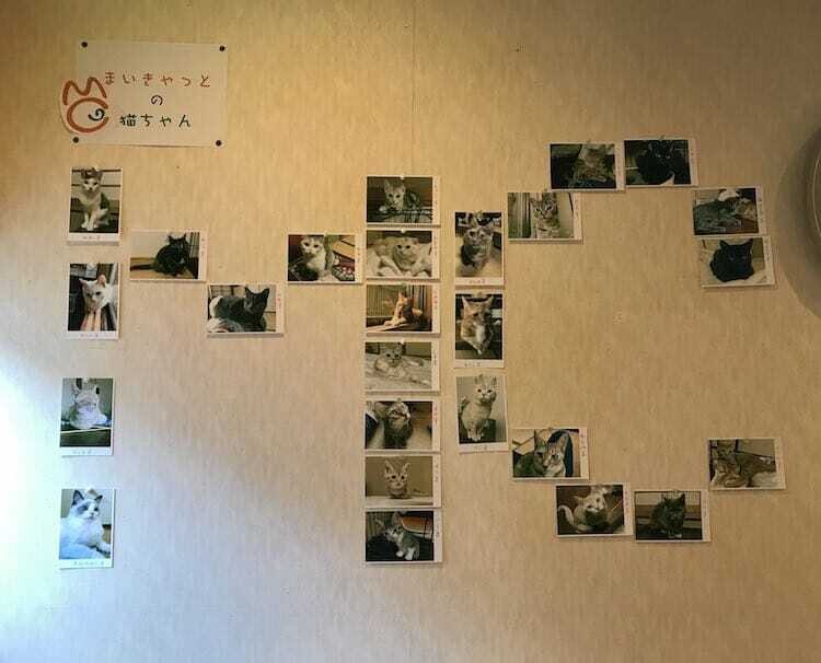 my cat yugawara gato hostal japon 4