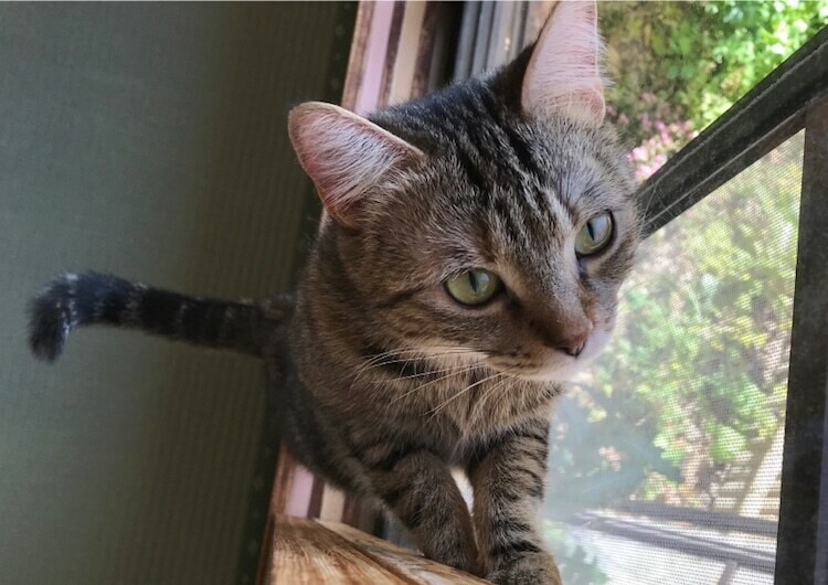 my cat yugawara gato hostal japon 5