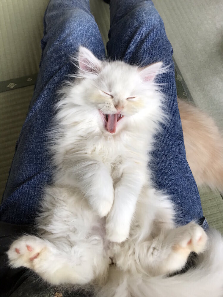 my cat yugawara gato hostal japon 6
