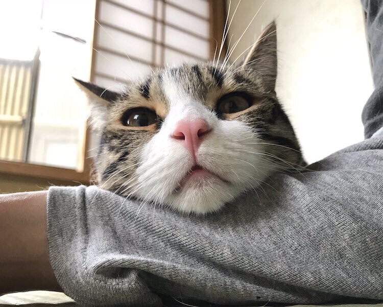 my cat yugawara gato hostal japon 7