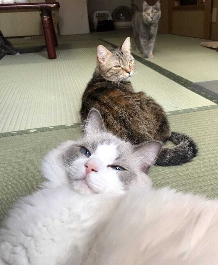 my cat yugawara gato hostal japon 8