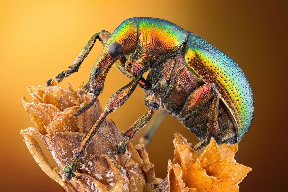 nikon 14 leaf roller weevil