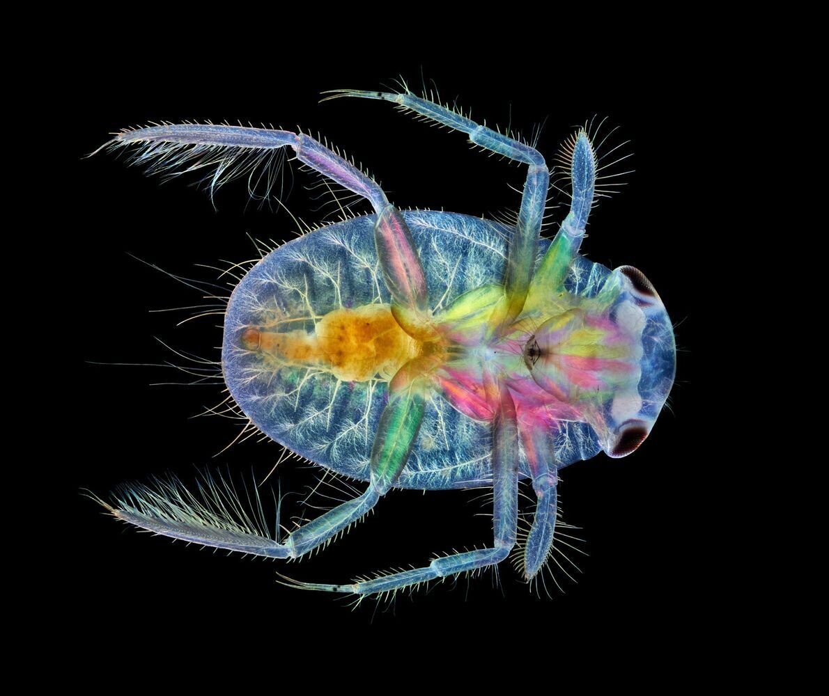 nikon 17 immature water boatman