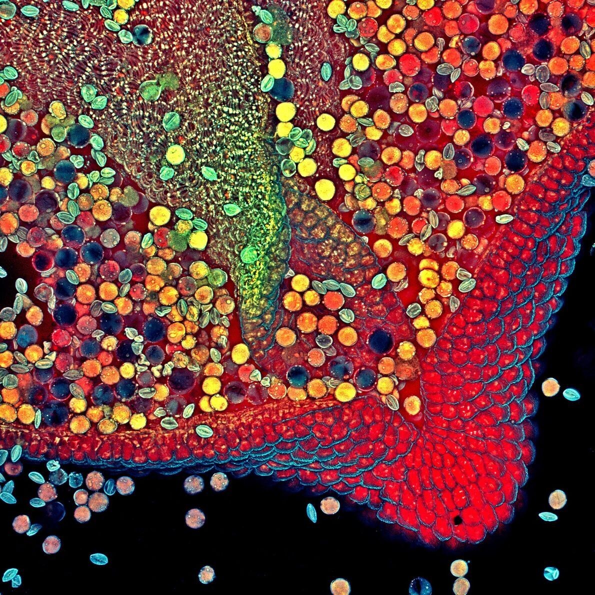 nikon 6 hebeantherwithpollenconfocal100x