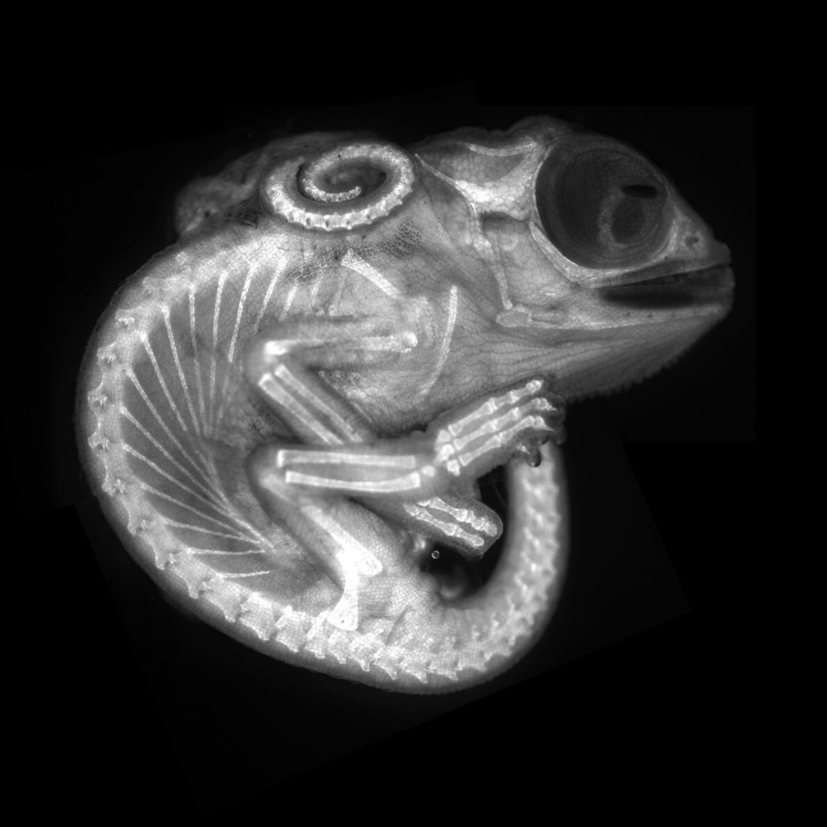 nikon 8 chameleon allan2