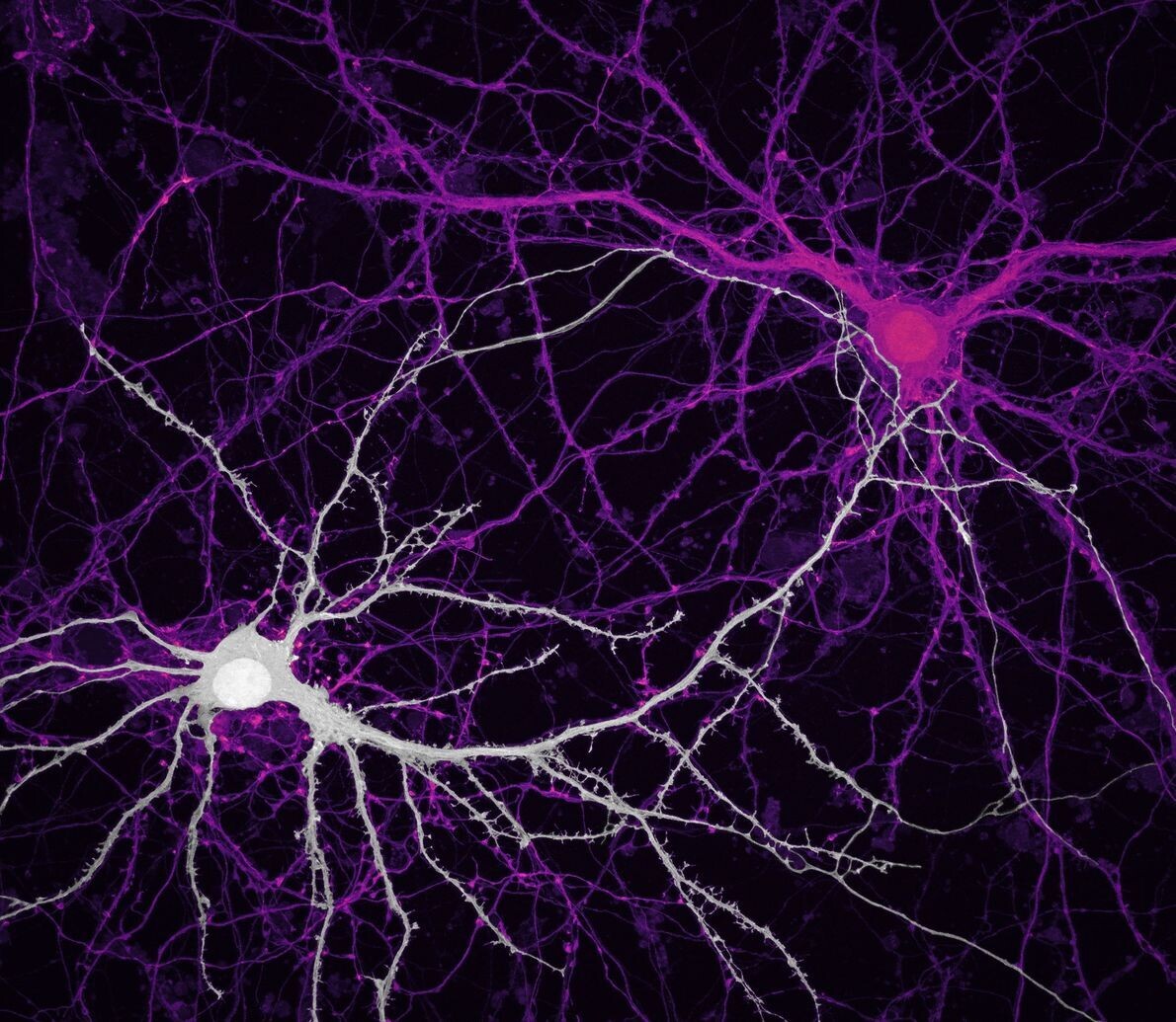 nikon 9 jasonkirk 2neurons