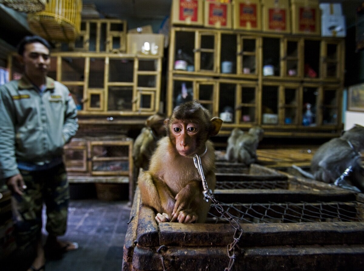 paul hilton wildlife photographer of the year 2020