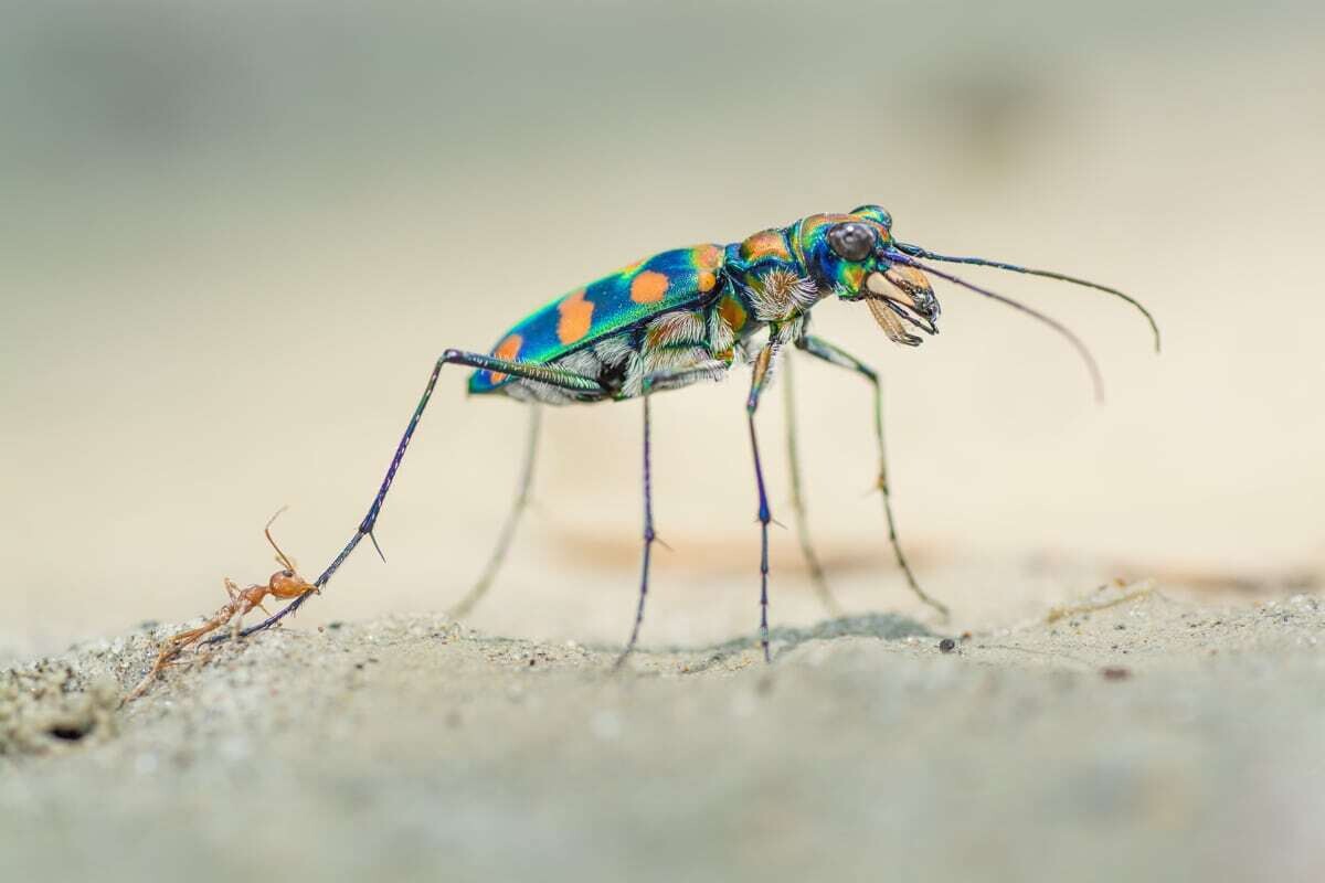 ripan biswas wildlife photographer of the year 2020