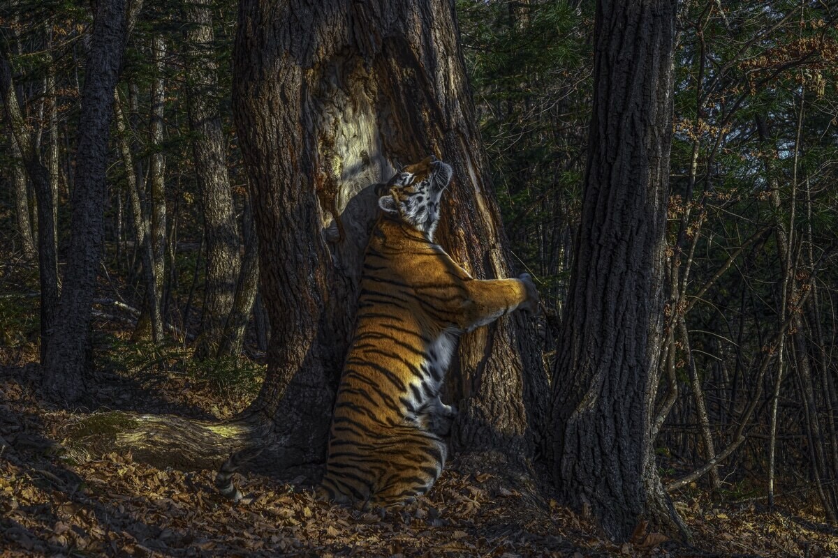 sergey gorshkov wildlife photographer of the year 2020