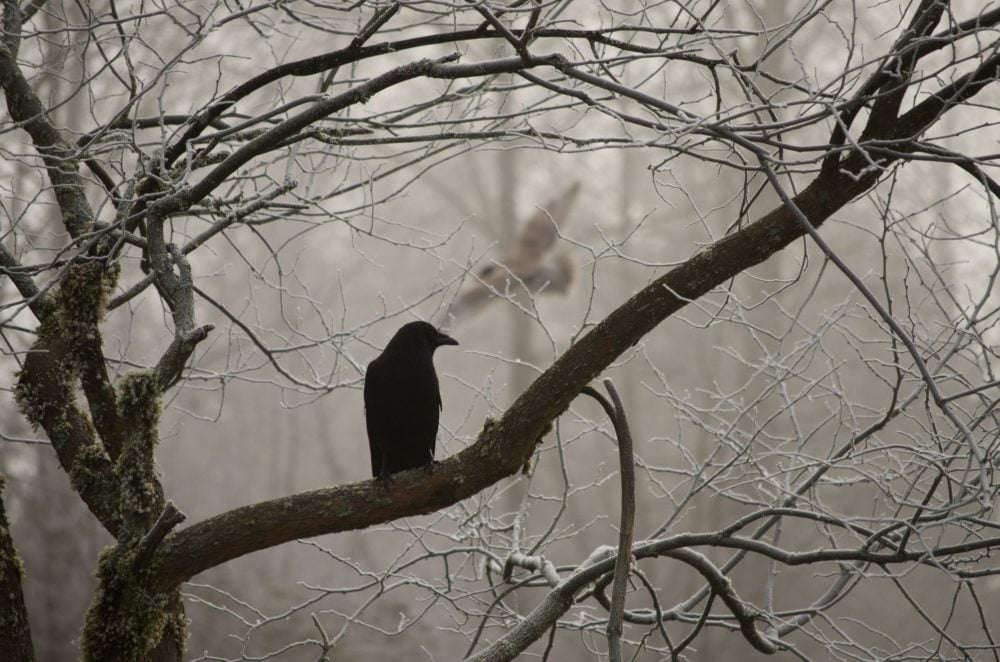 'El cuervo', de Allan Poe, y el psicoanálisis de Freud nos ayudan a enfrentar la melancolía