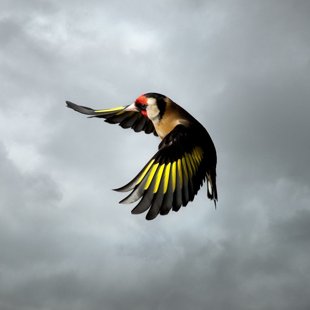 mark harvey