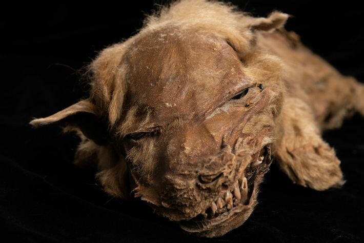 cachorro lobo permafrost