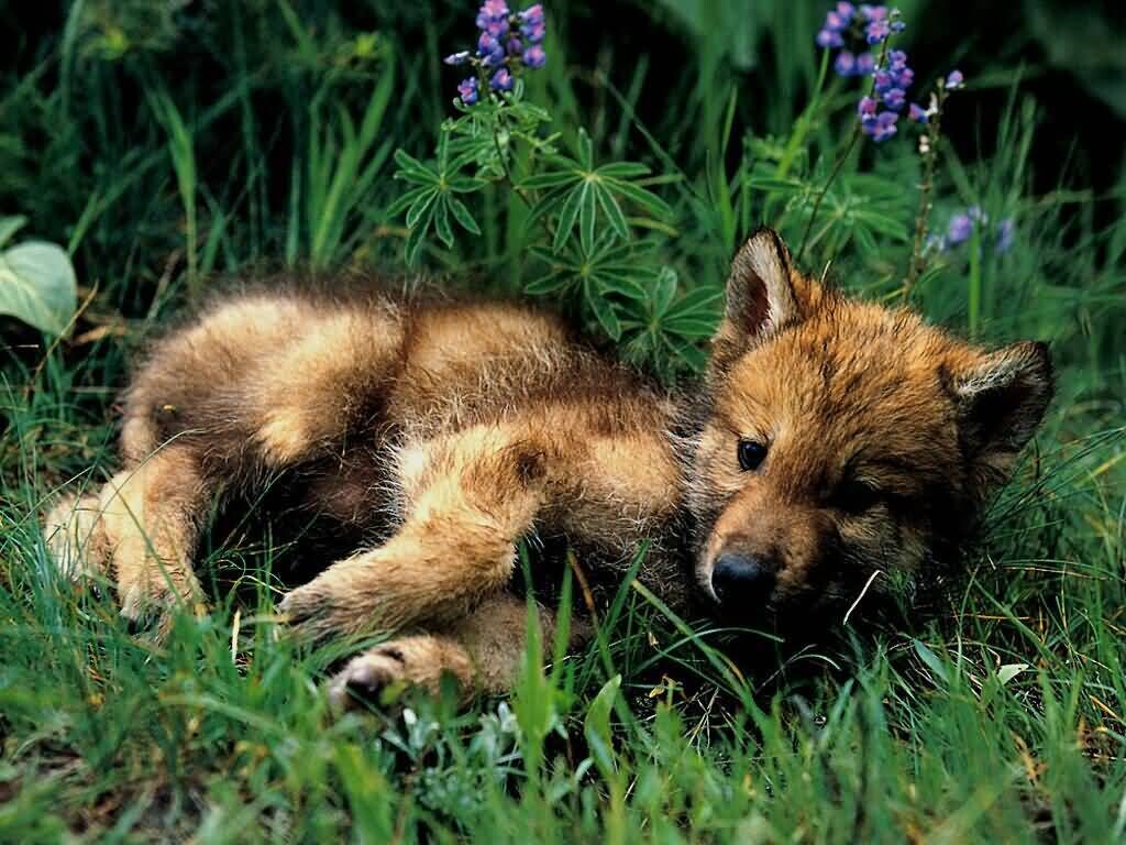 cachorro lobo permafrost 6