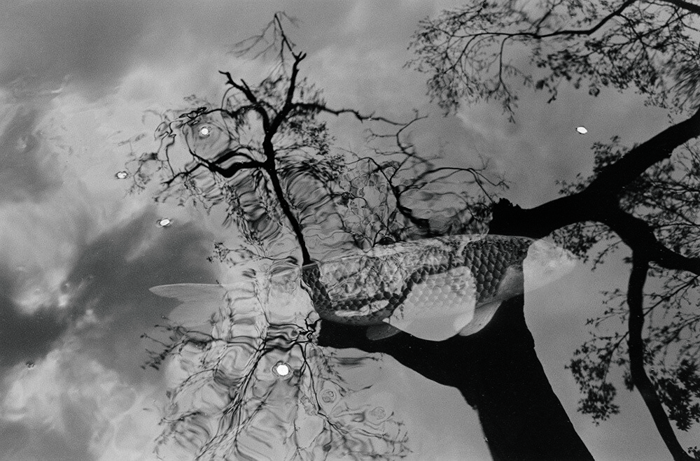 lee friedlander8