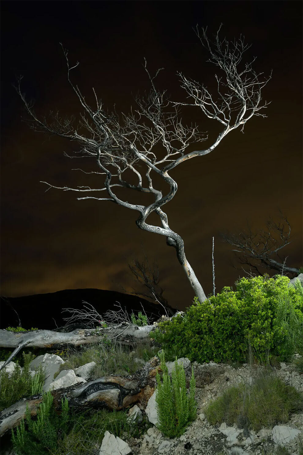 the earth photo competition 2020 fotografia naturaleza ecologia 6