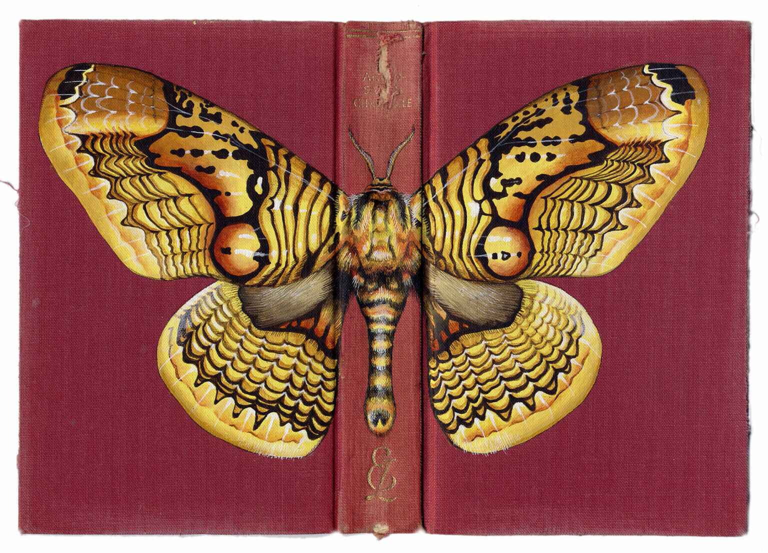 rose sanderson libros antiguos insectos pintura ilustracion 1