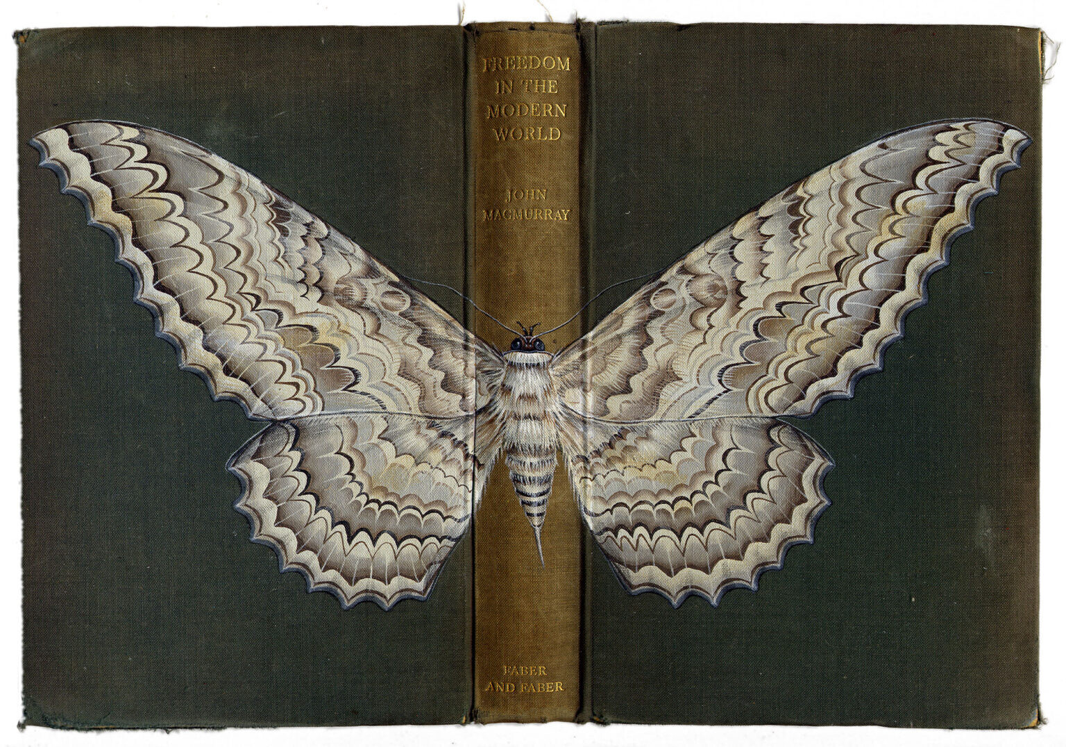 rose sanderson libros antiguos insectos pintura ilustracion 6