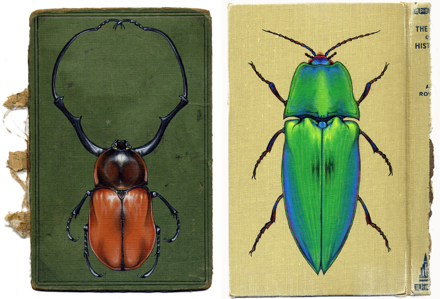 rose sanderson libros antiguos insectos pintura ilustracion 7