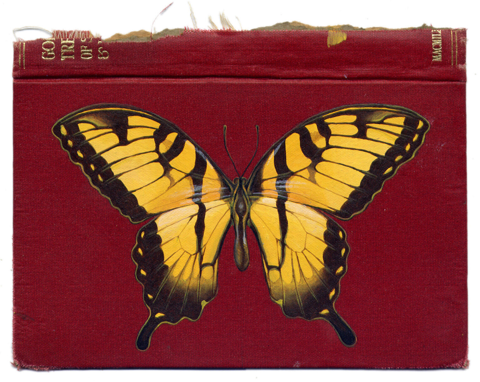 rose sanderson libros antiguos insectos pintura ilustracion 8