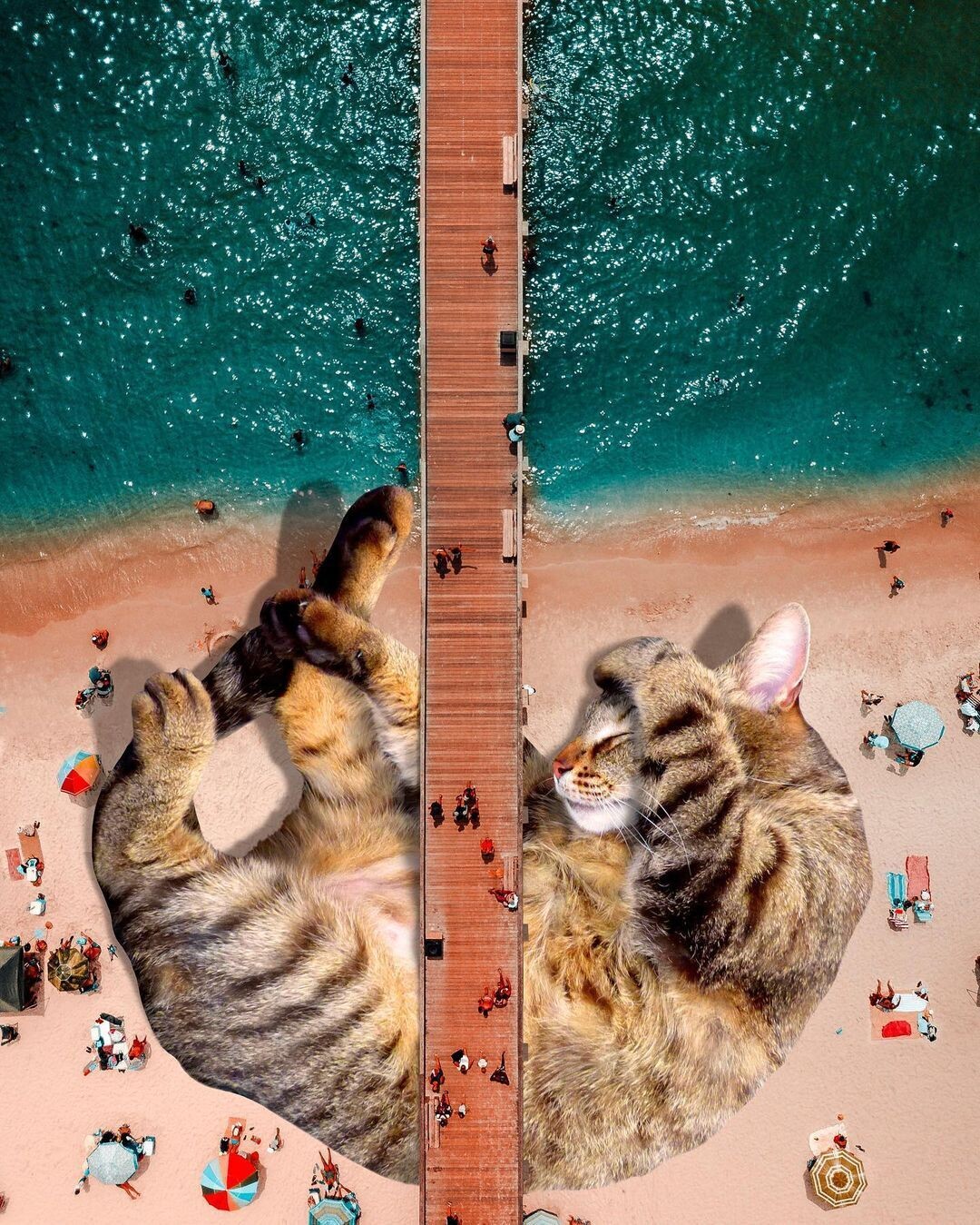 un gato gigante tumbado bajo la pasarela de una playa