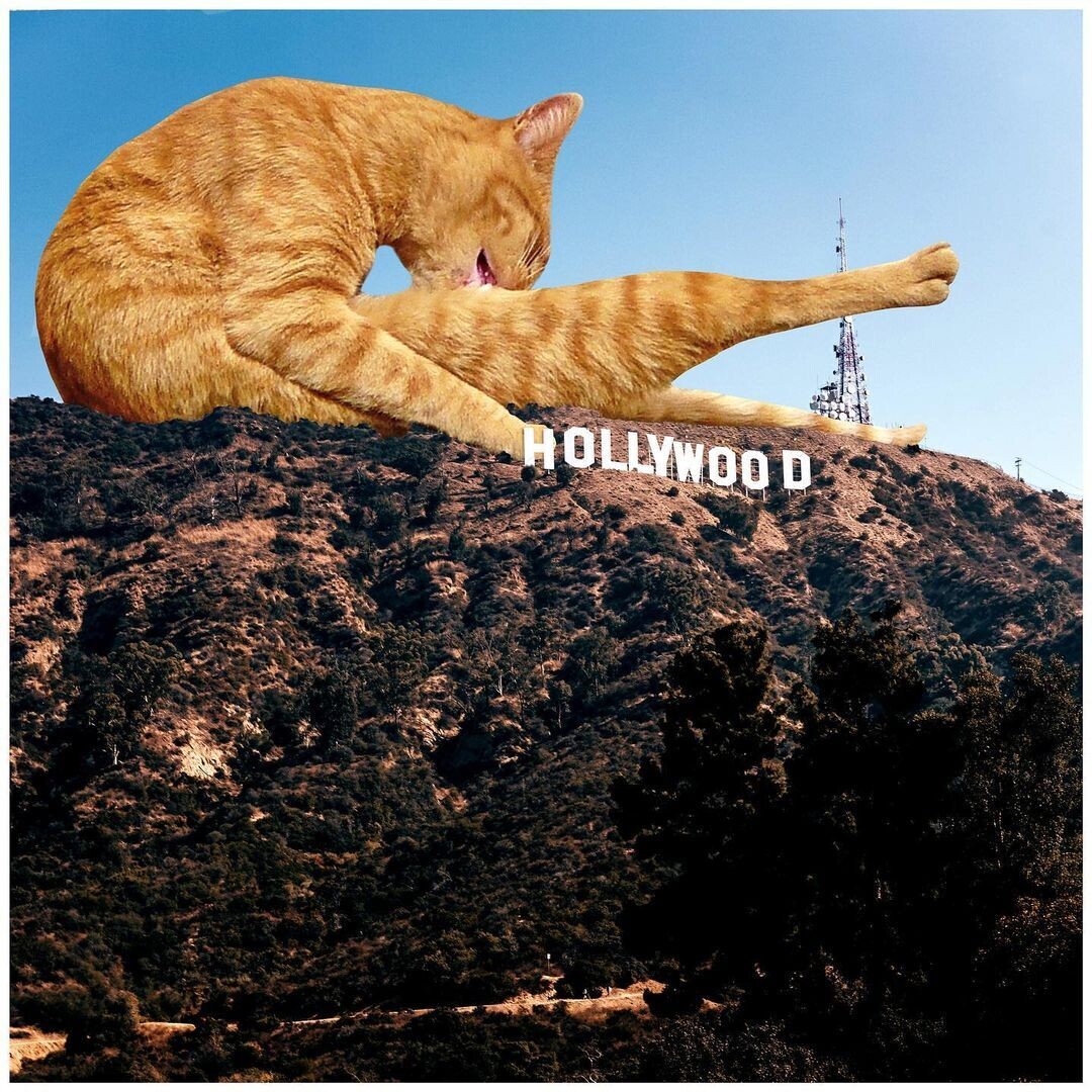 un gato gigante lamiéndose sobre las colinas de Hollywood