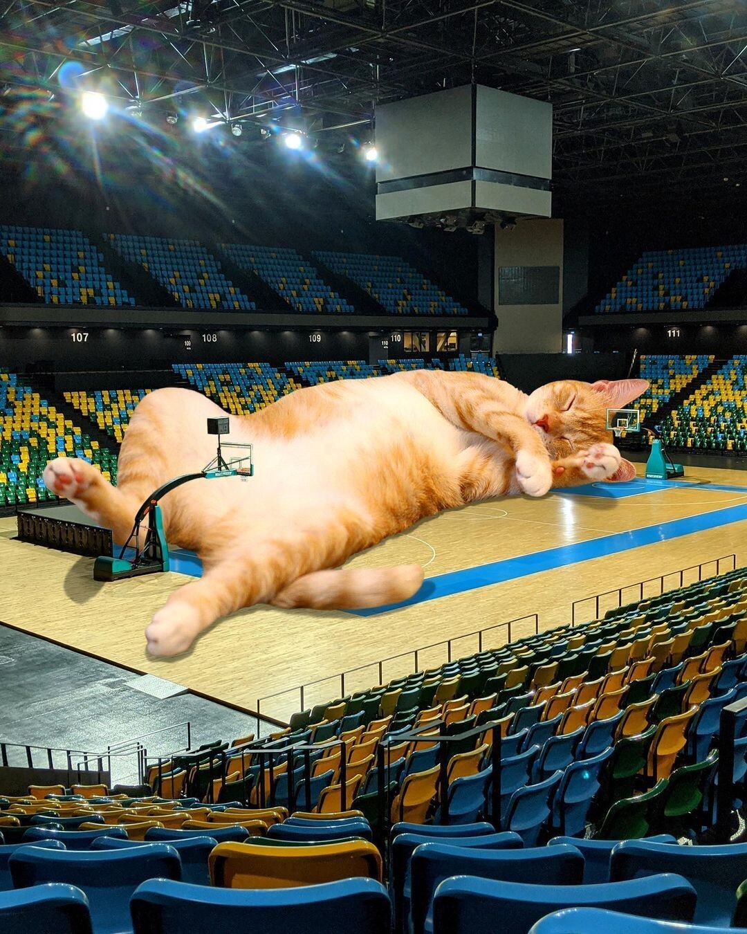 un gato gigante durmiendo boca arriba en un estadio de baloncesto vacío