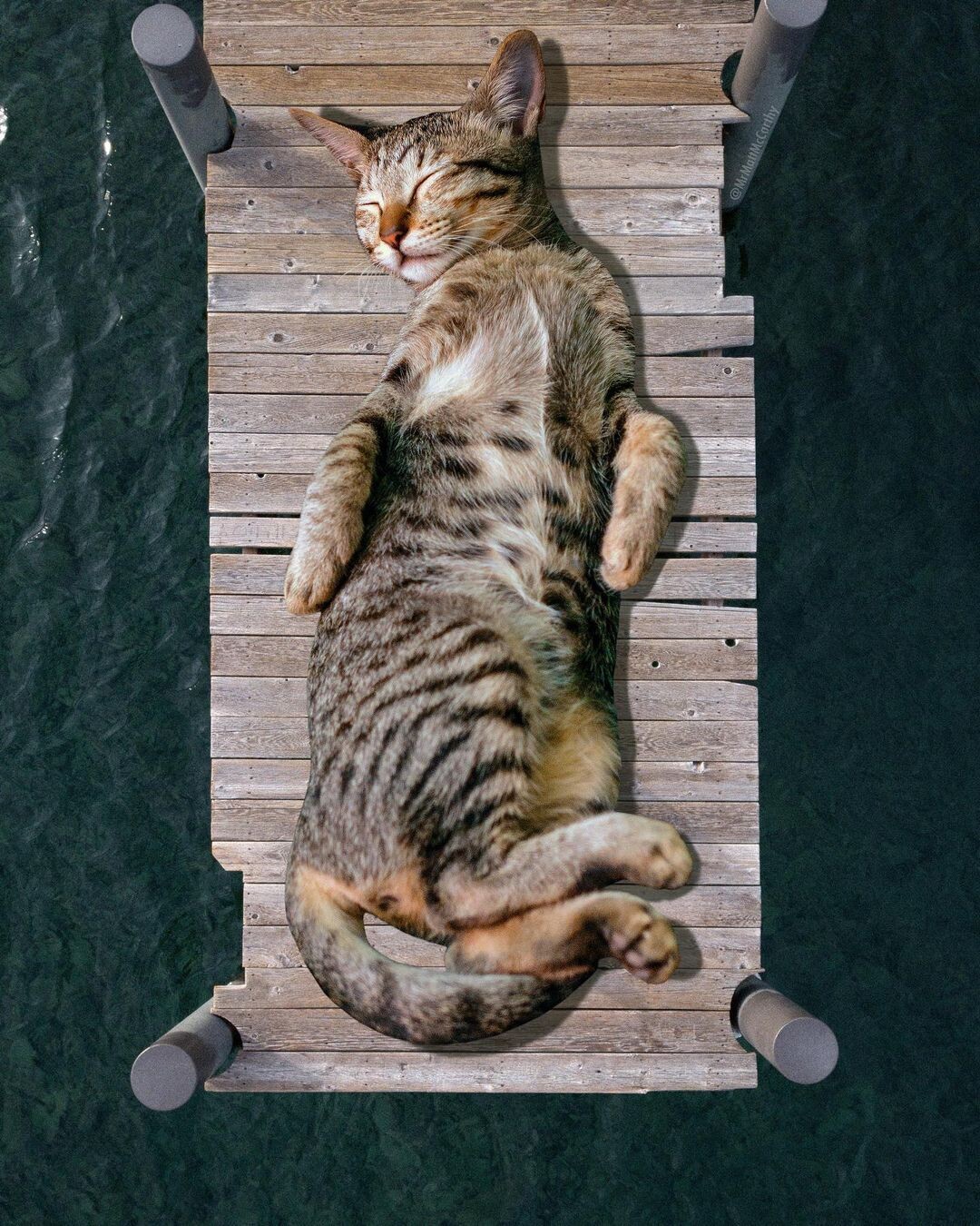 un gato gigante duerme sobre la pasarela de madera que hay en un tranquilo lago