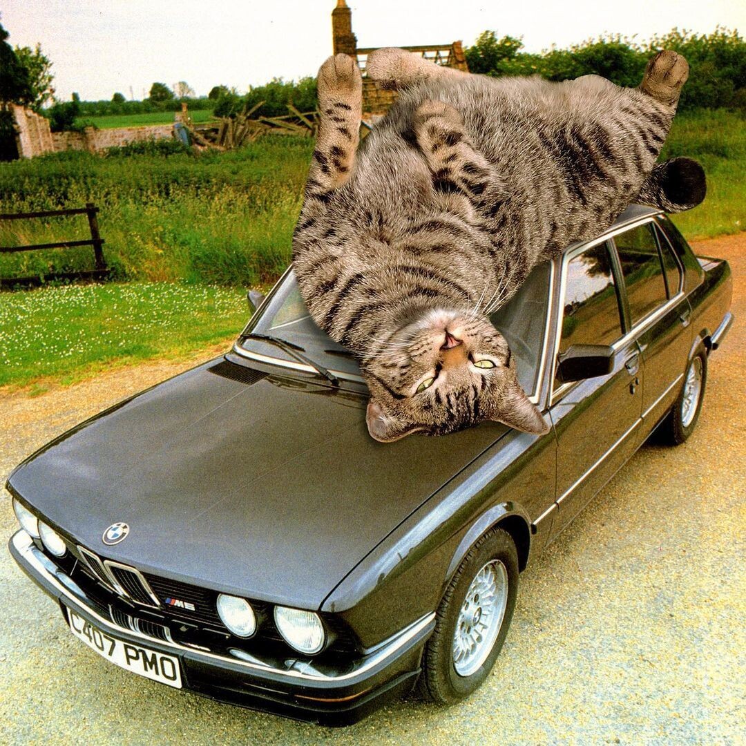 un gato gigante retozando sobre el techo de un coche BMW negro