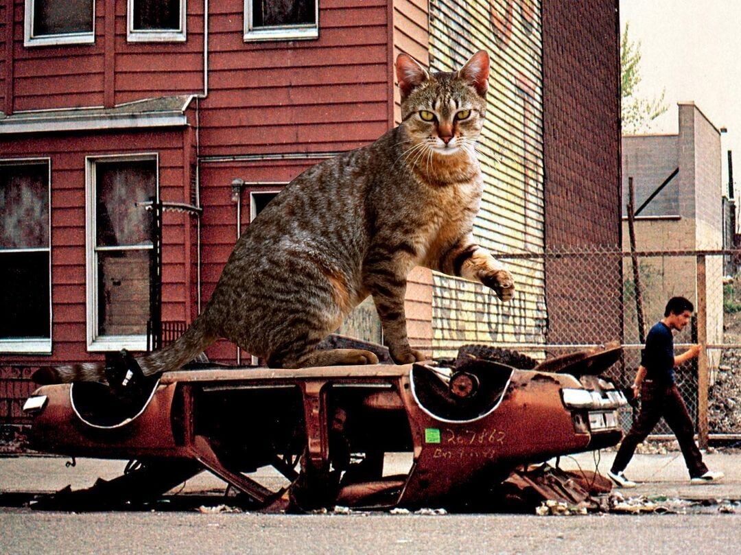un gato gigante sobre un coche abandonado con un hombre minúsculo andando al lado