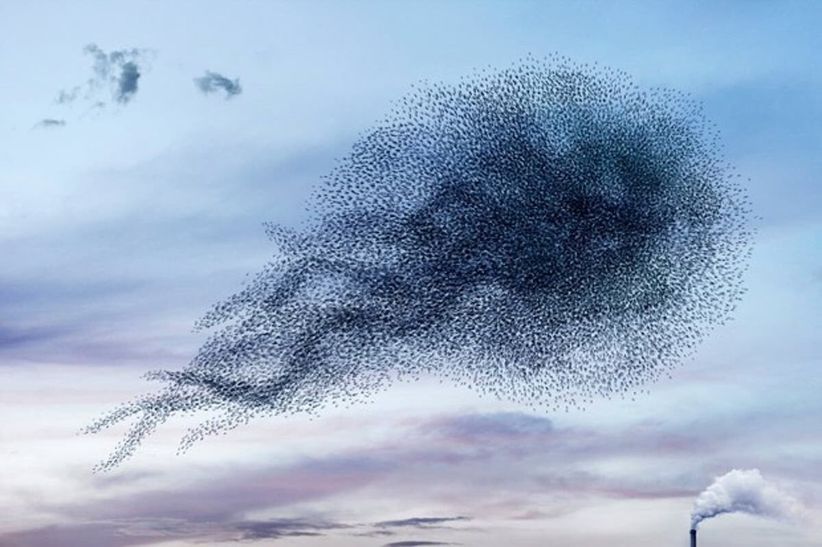 murmurations2 1