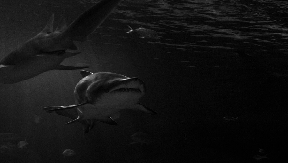 Fotografía en blanco y negro de dos tiburones