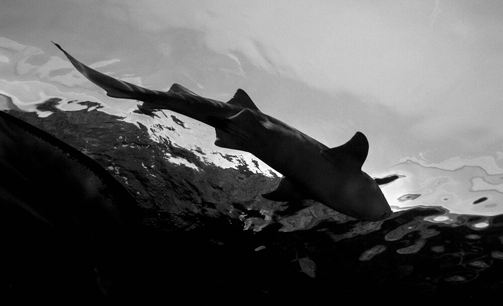 Fotografía en blanco y negro de un tiburón