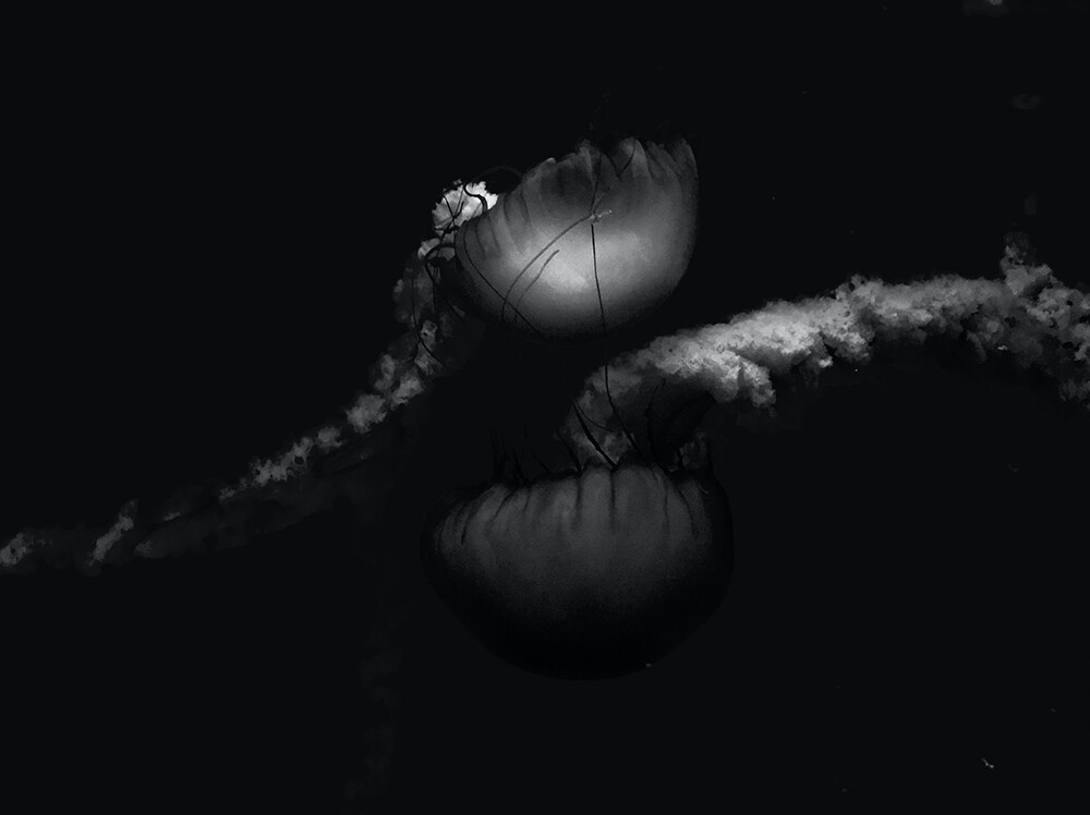 Fotografía en blanco y negro de dos orugas