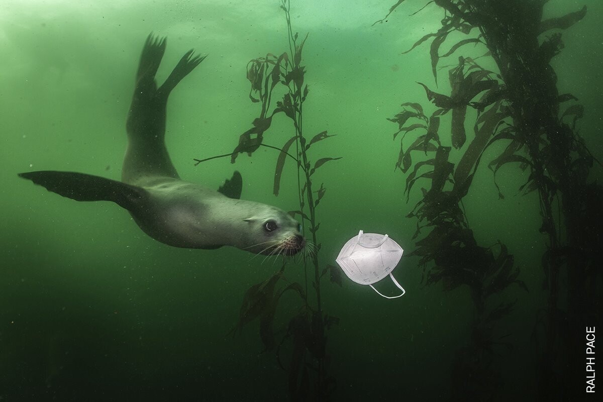 Un león marino juega con una mascarilla en el fondo del océano