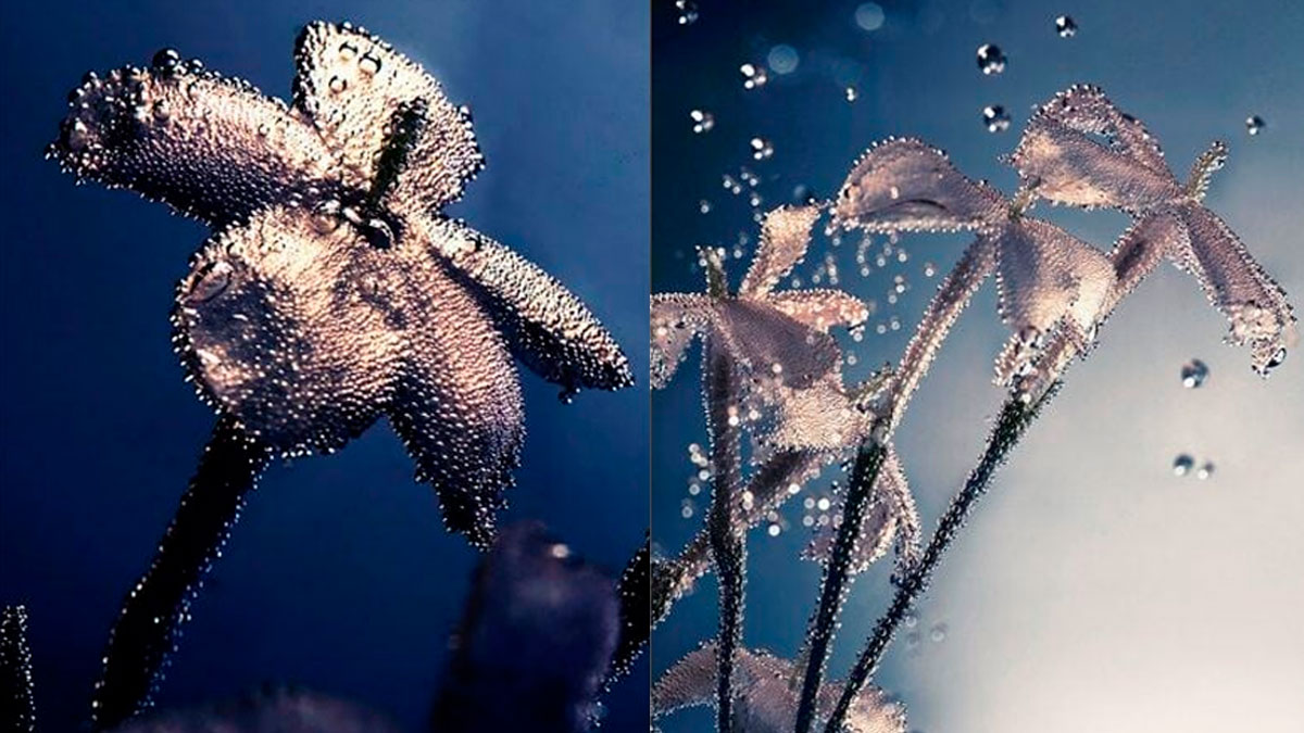 La fotógrafa Candice Milon captura la belleza de las flores