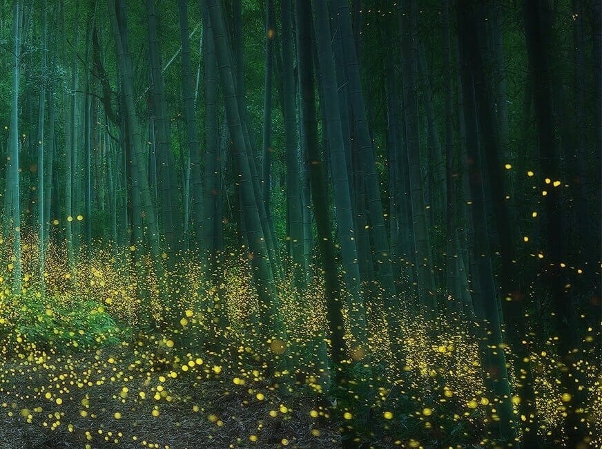 Un bosque de bambúes verdes lleno de luciérnagas luminosas que aparecen como puntos amarillos intensos