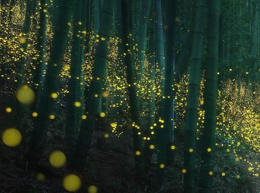 Un bosque de bambúes verdes lleno de luciérnagas luminosas que aparecen como puntos amarillos intensos