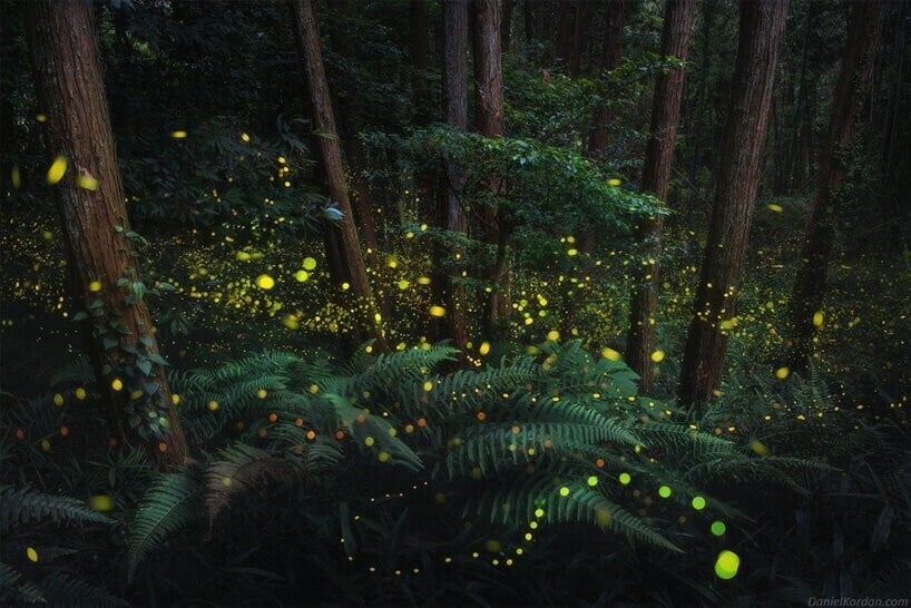 Un bosque de bambúes verdes lleno de luciérnagas luminosas que aparecen como puntos amarillos intensos