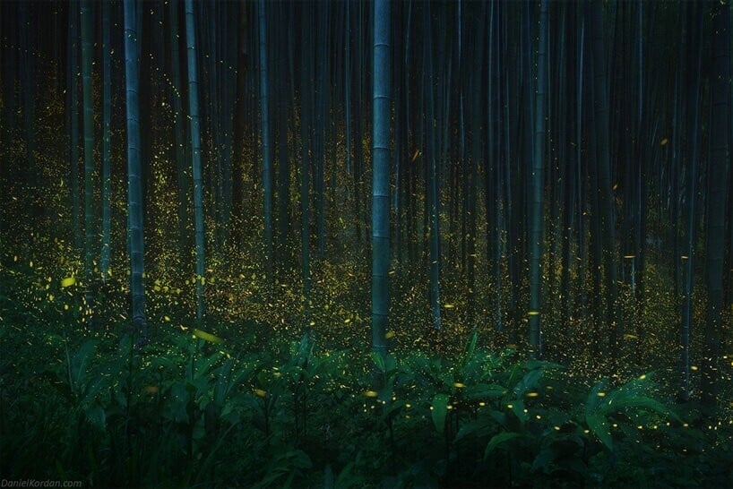 Un bosque de bambúes verdes lleno de luciérnagas luminosas que aparecen como puntos amarillos intensos