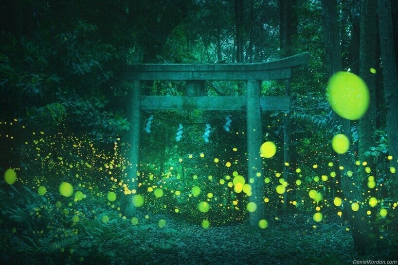 Un bosque de bambúes verdes lleno de luciérnagas luminosas que aparecen como puntos amarillos intensos