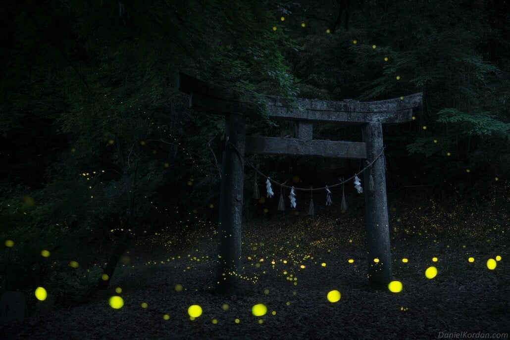 Un bosque de bambúes verdes lleno de luciérnagas luminosas que aparecen como puntos amarillos intensos