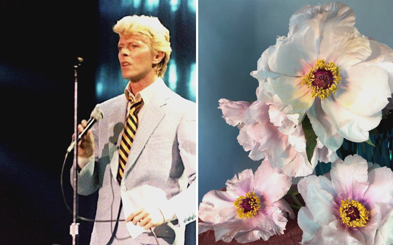 David Bowie and Flowers
