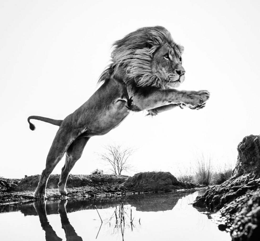 david yarrow fotografia vida silvestre naturaleza moda publicidad 13