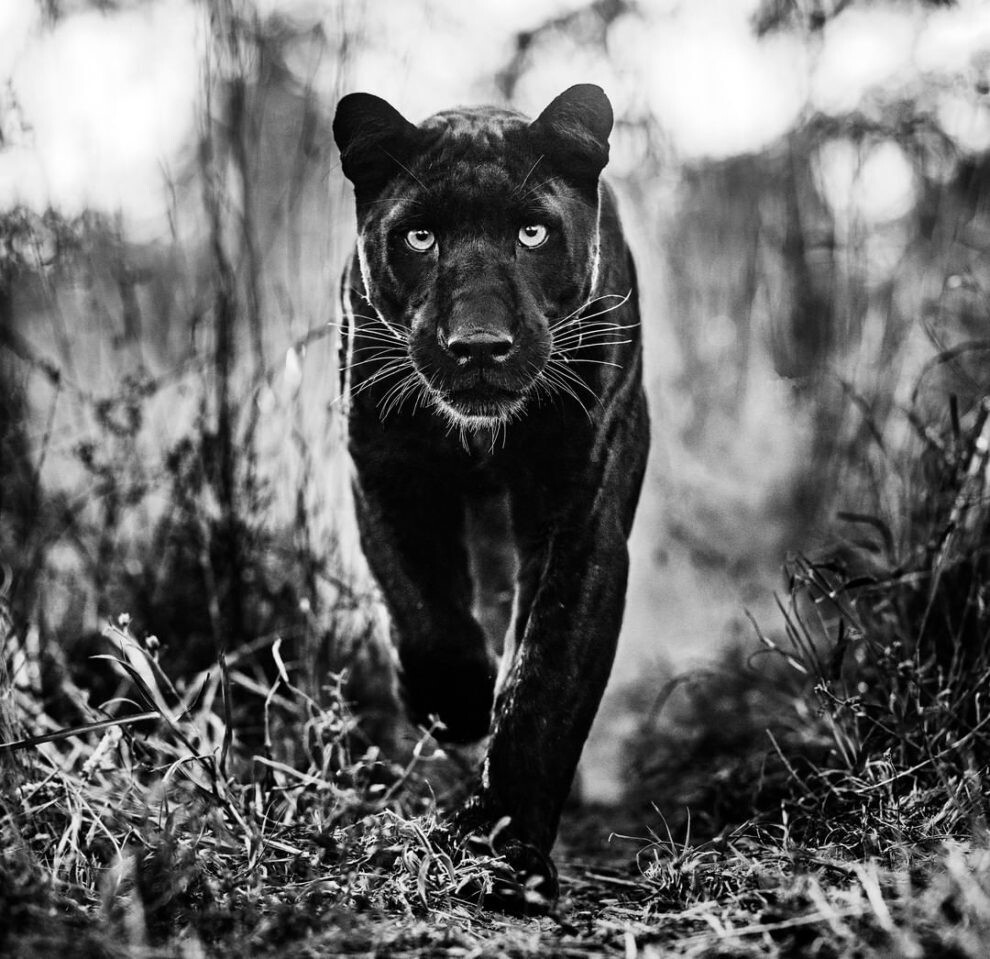 david yarrow fotografia vida silvestre naturaleza moda publicidad 15