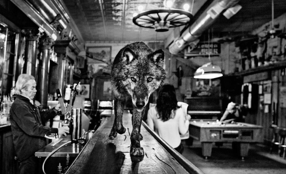 david yarrow fotografia vida silvestre naturaleza moda publicidad 2