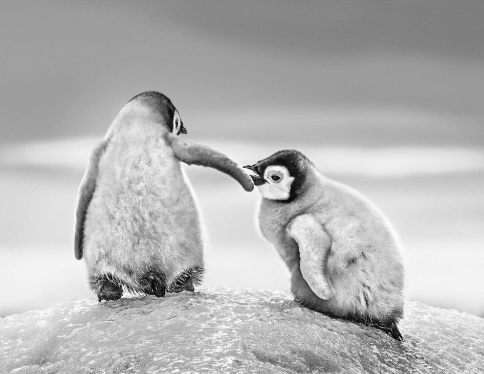 david yarrow fotografia vida silvestre naturaleza moda publicidad 7