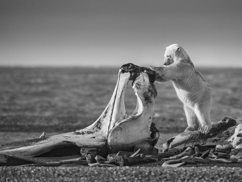 david yarrow fotografia vida silvestre naturaleza moda publicidad 8